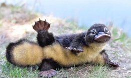 娱乐圈吃瓜酱鸭嘴兽,揭秘明星背后的故事与真相